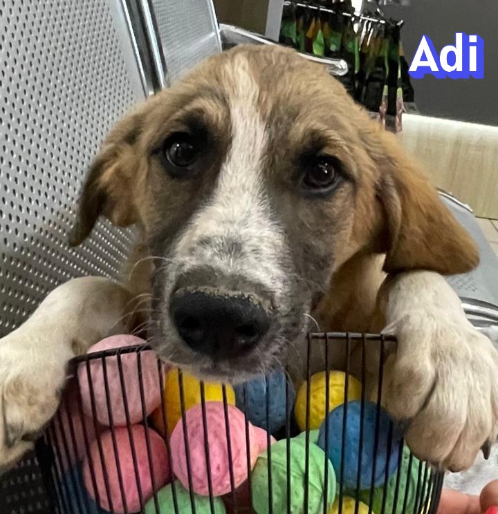 Adi