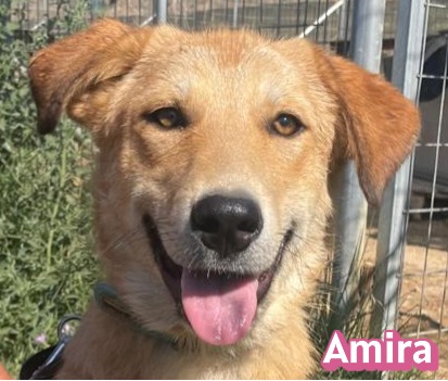 Amira – Golden Retriever Mix, weiblich, 1 Jahr, 6 Monate, Griechenland – zur Adoption