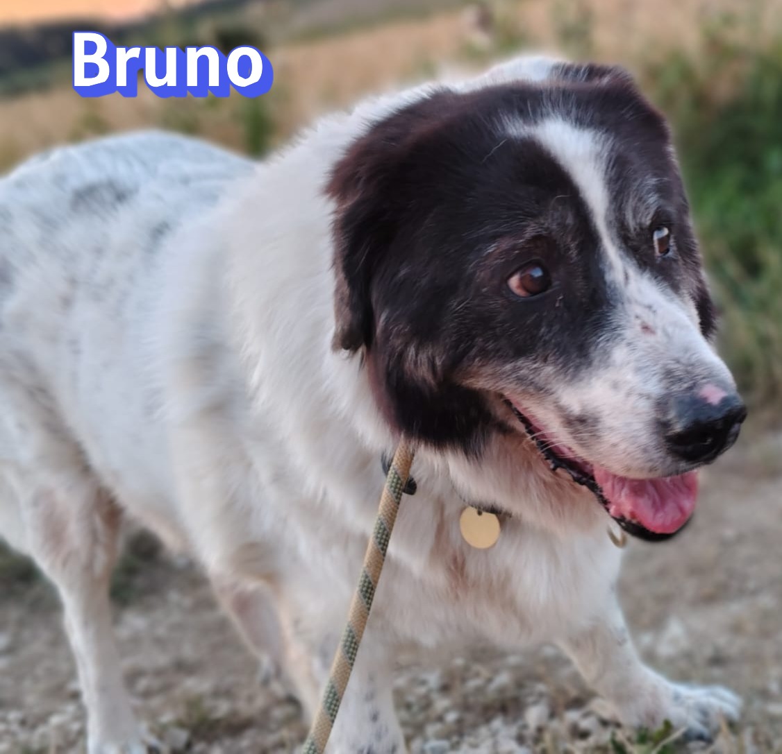 Bruno