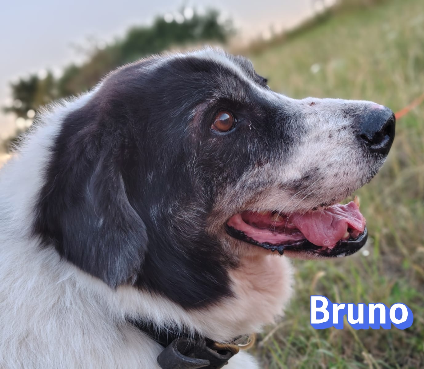 Bruno