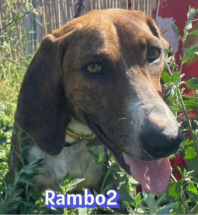 Rambo2 – Bracke-Mix, männlich, 1 Jahr, 1 Monate, Griechenland – zur Adoption