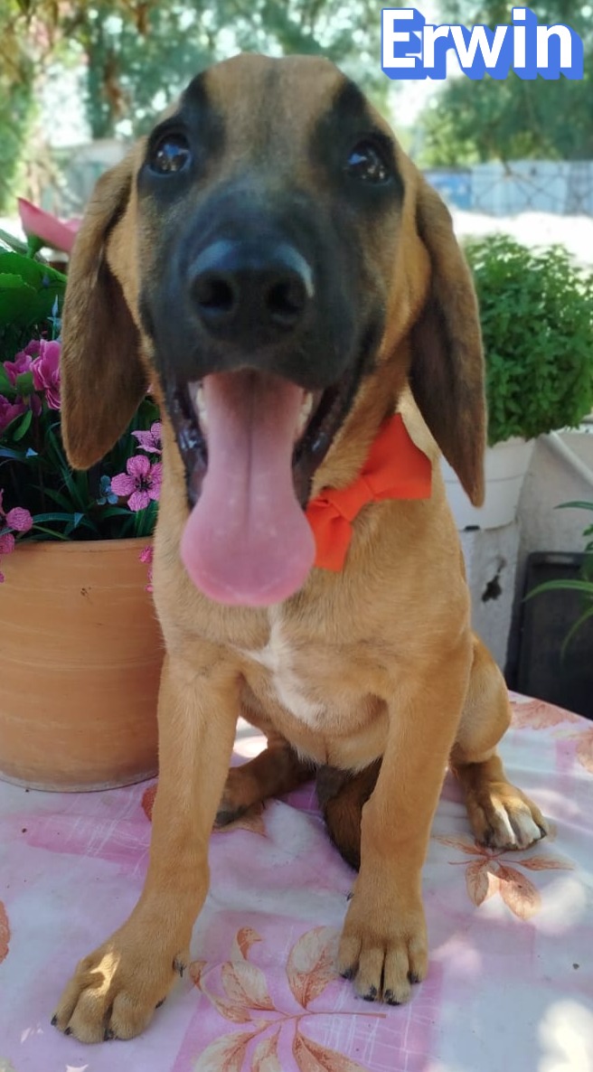 Erwin – Bracke-Mix, männlich, 4 Monate, Griechenland – zur Adoption