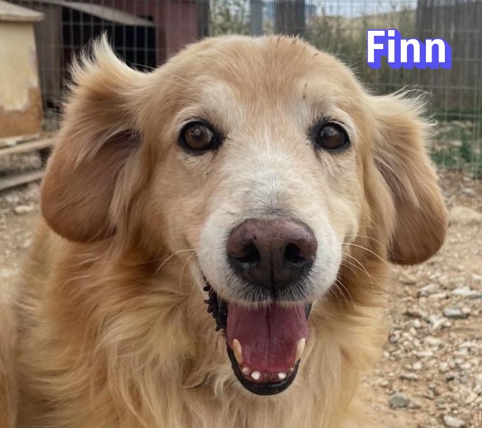 Finn