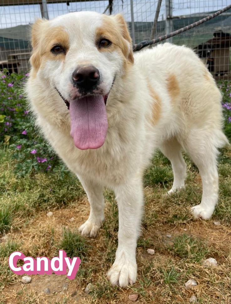 Candy
