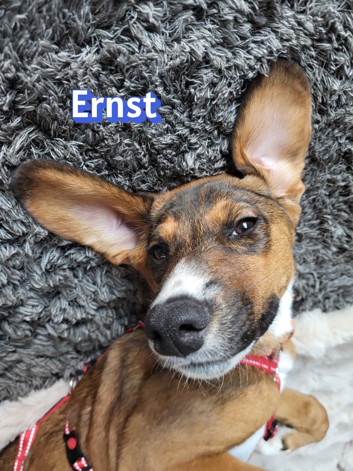 Ernst – Bracke-Mix, männlich, 1 Jahr, 5 Monate, 69493 Hirschberg/Bergstraße – zur Adoption