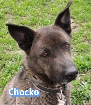 Chocko