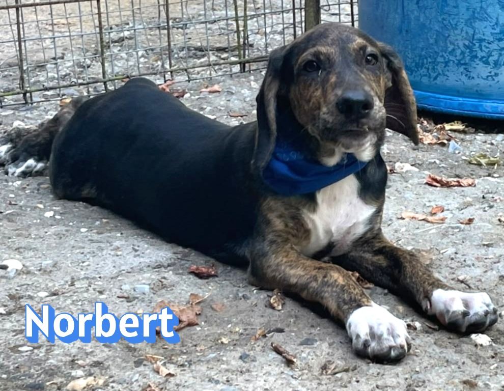 Norbert