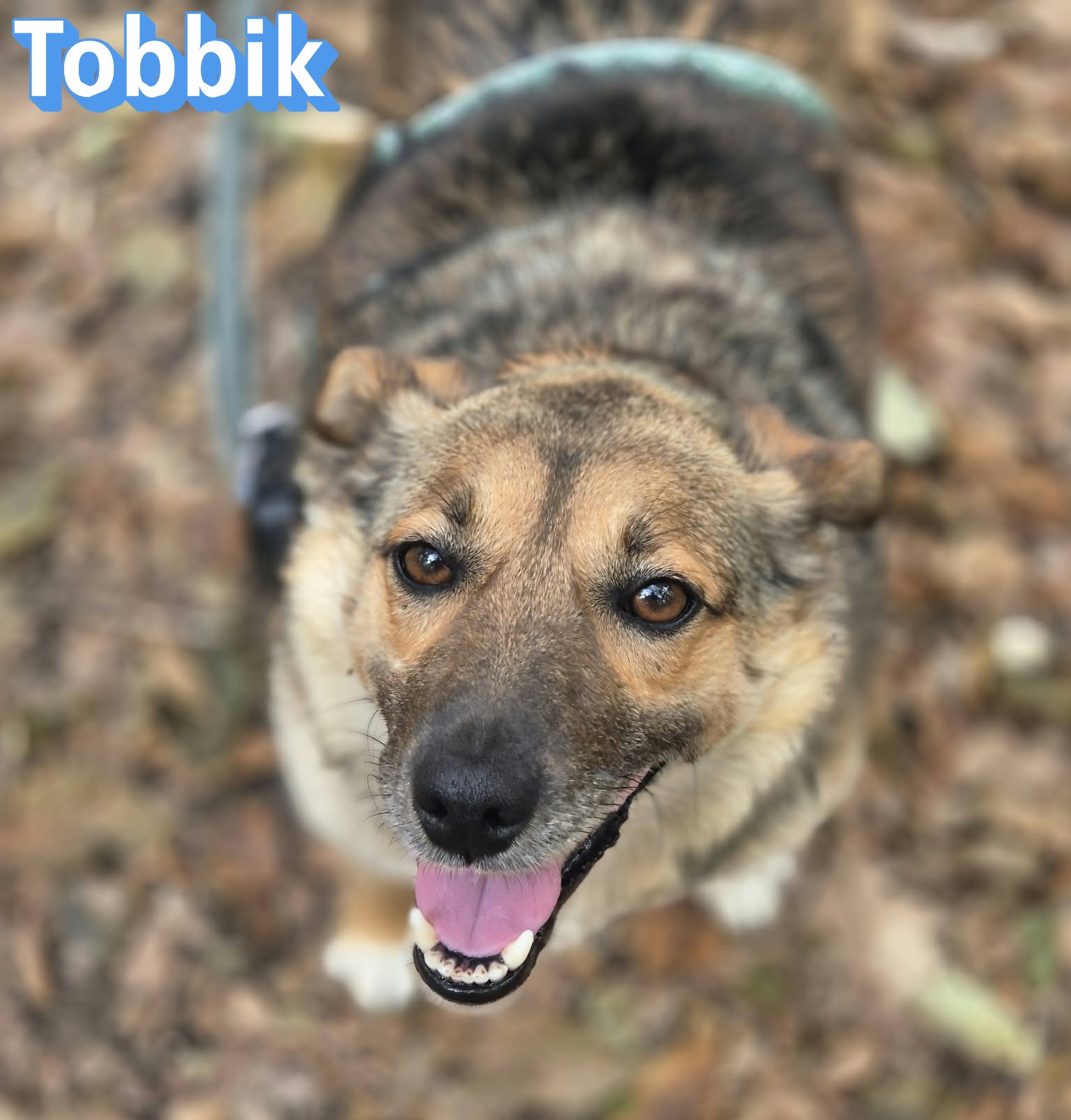 Tobbik – Hund, männlich, 5 Jahre, 3 Monate, 91413 Unternesselbach – zur Adoption