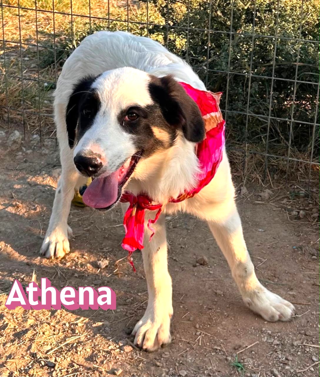 Athena