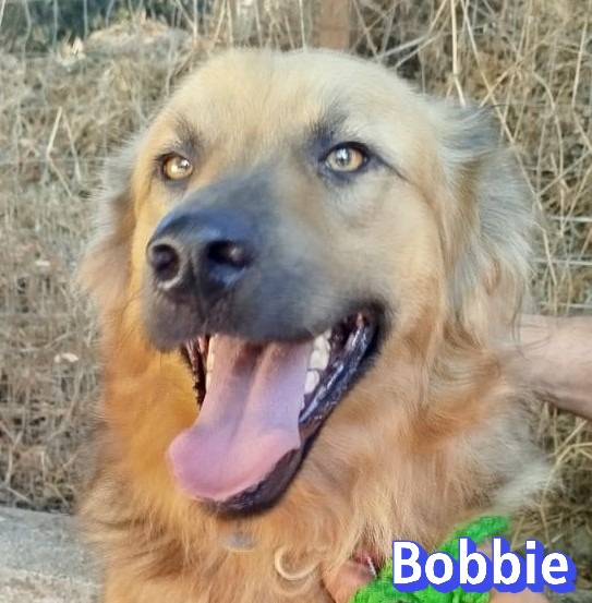 Bobbie
