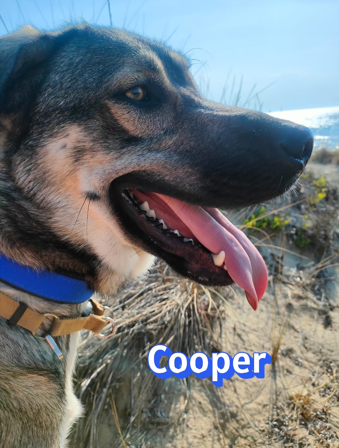 Cooper – griechischer Schäferhund-Mix, männlich, 1 Jahr, 6 Monate, Griechenland – zur Adoption