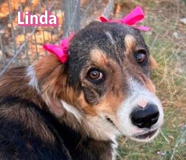Linda – Hund, weiblich, 5 Monate, Griechenland – zur Adoption