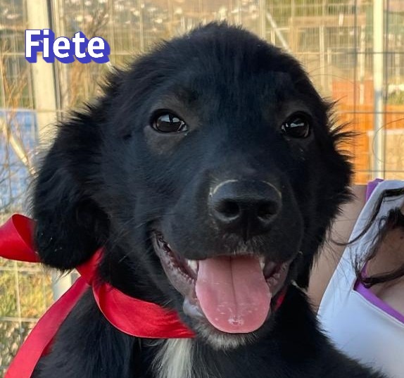 Fiete – Hund, männlich, 3 Monate, Griechenland – zur Adoption