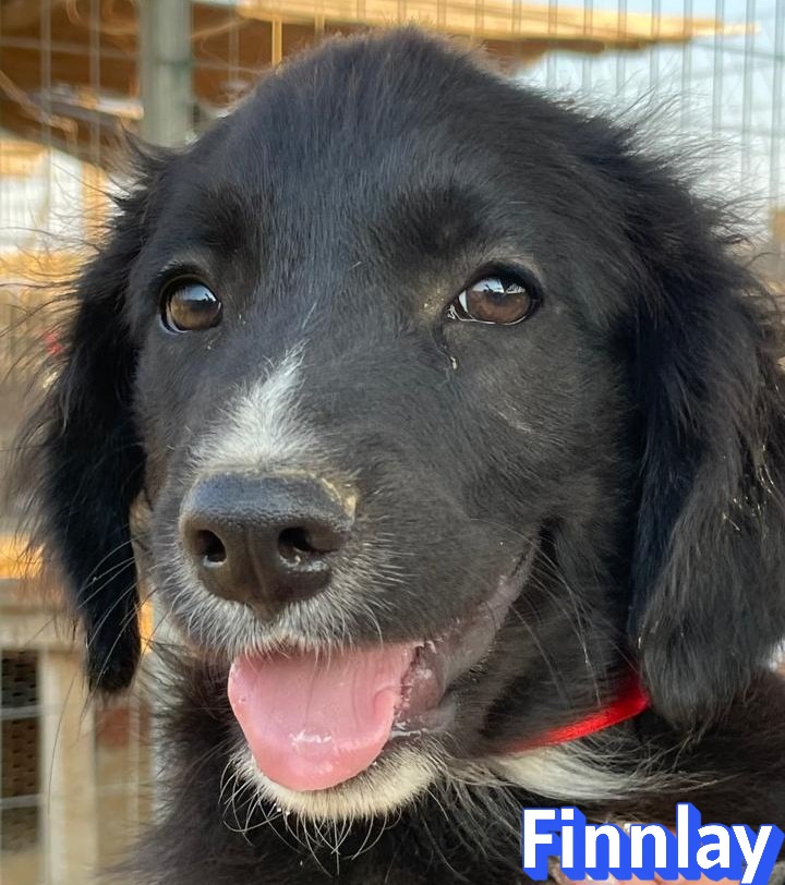 Finnlay – Hund, männlich, 3 Monate, Griechenland – zur Adoption