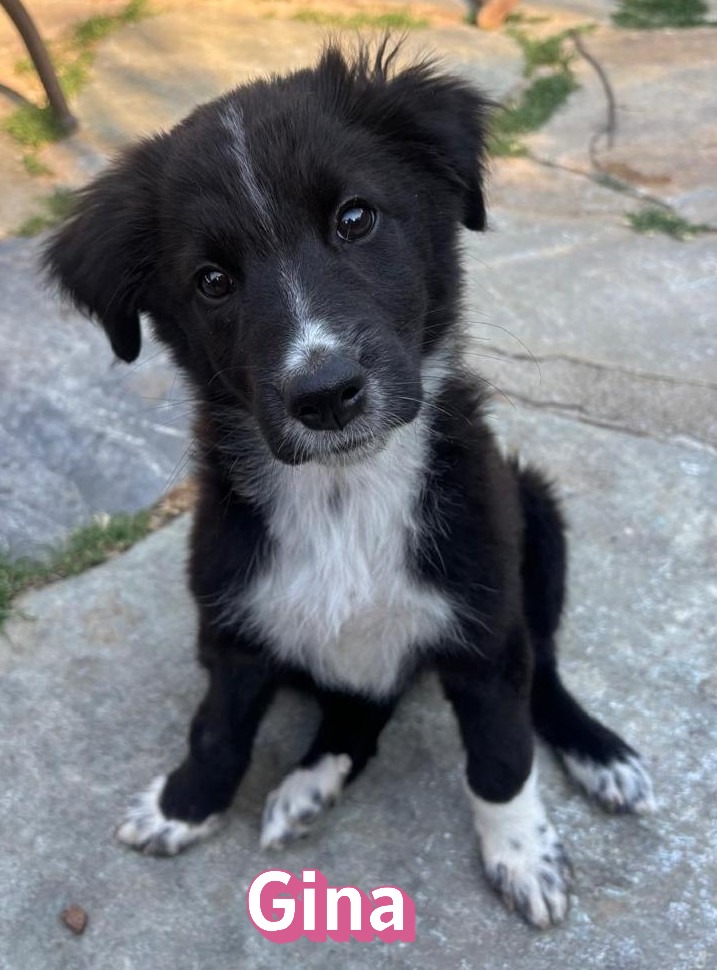 Gina – Hund, weiblich, 3 Monate, Griechenland – zur Adoption