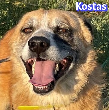 Kostas – Hund, männlich, 6 Jahre, Griechenland – zur Adoption