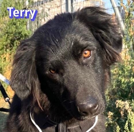 Terry – Hund, männlich, 2 Jahre, Griechenland – zur Adoption