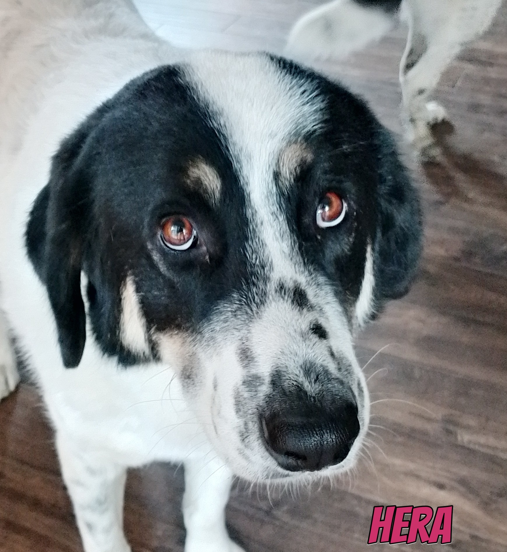 Hera