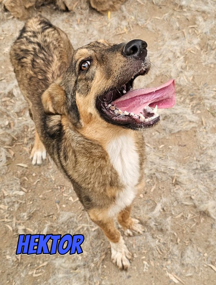 Hektor