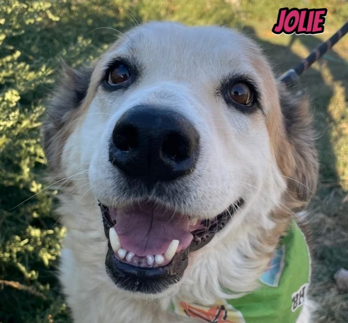 Jolie