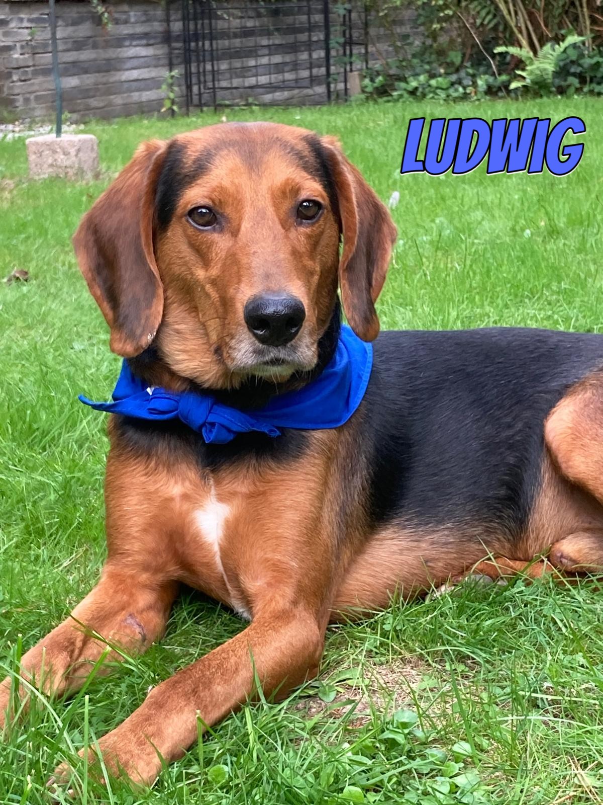 Ludwig