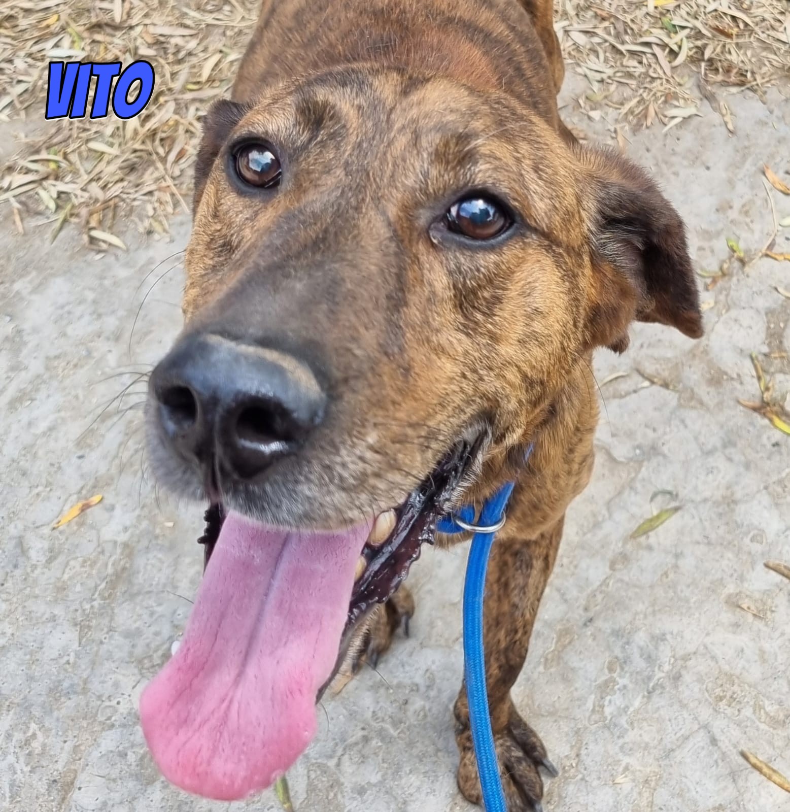 Vito