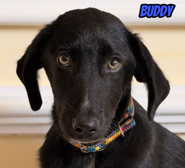Buddy