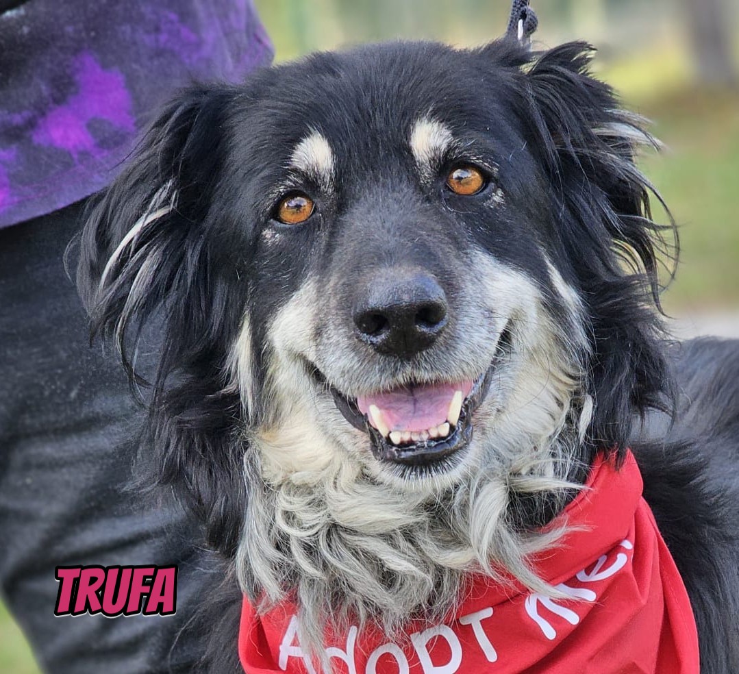 Trufa – Bearded Collie Mix, weiblich, 7 Jahre, 7 Monate, 64646 Heppenheim – zur Adoption