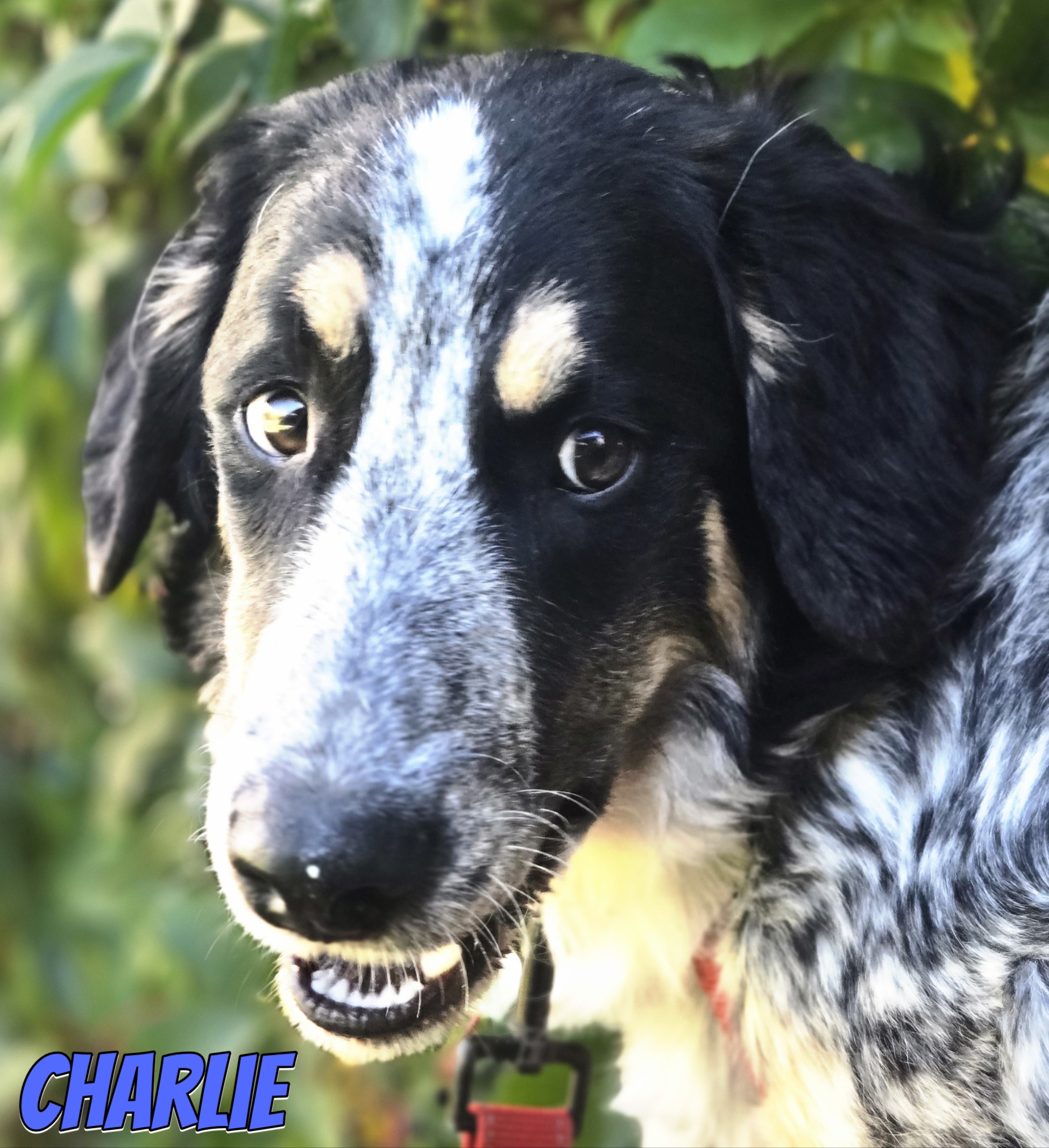 Charlie – Hund, männlich, 7 Monate, 64646 Heppenheim – zur Adoption