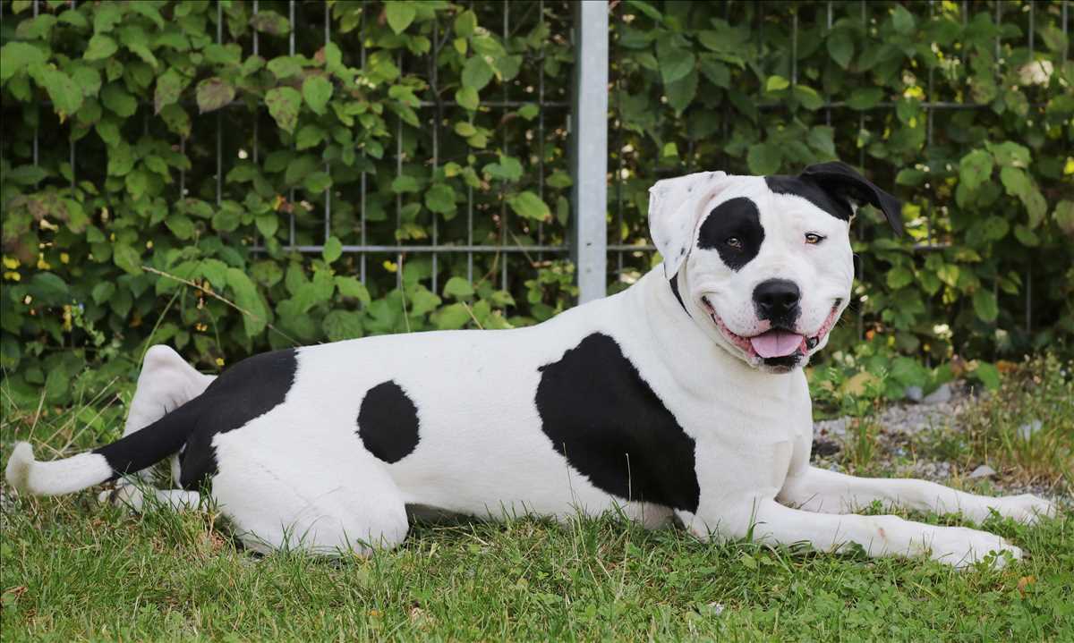 CARLOS – American Staffordshire Terrier, männlich, 4 Jahre, 81829 München – zur Adoption