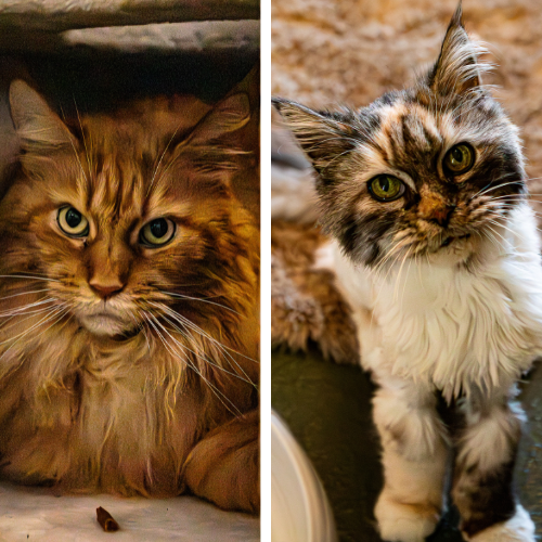 Peachy – Maine Coon, weiblich, 7 Jahre, 28357 Bremen – zur Adoption