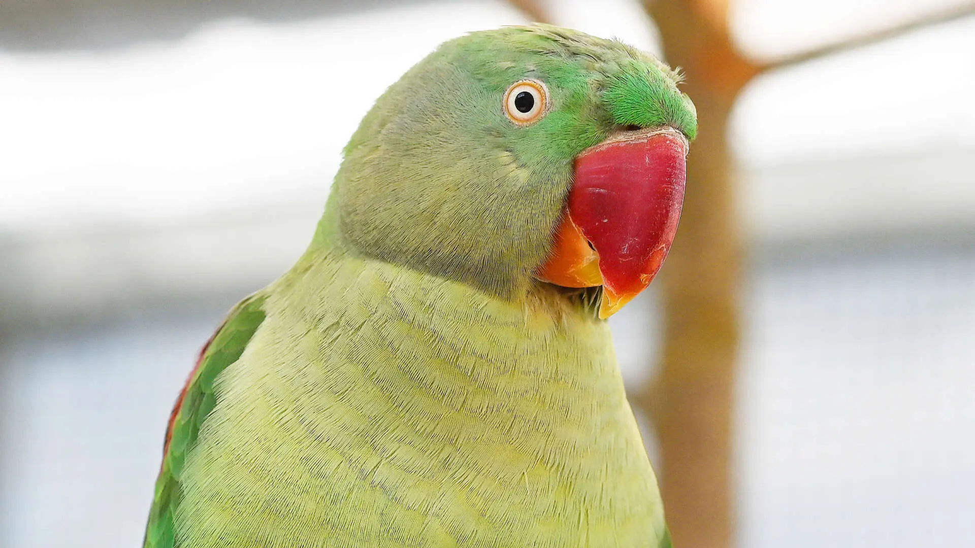 Cheeky – Großer Alexandersittich, weiblich, 13057 Berlin – zur Adoption