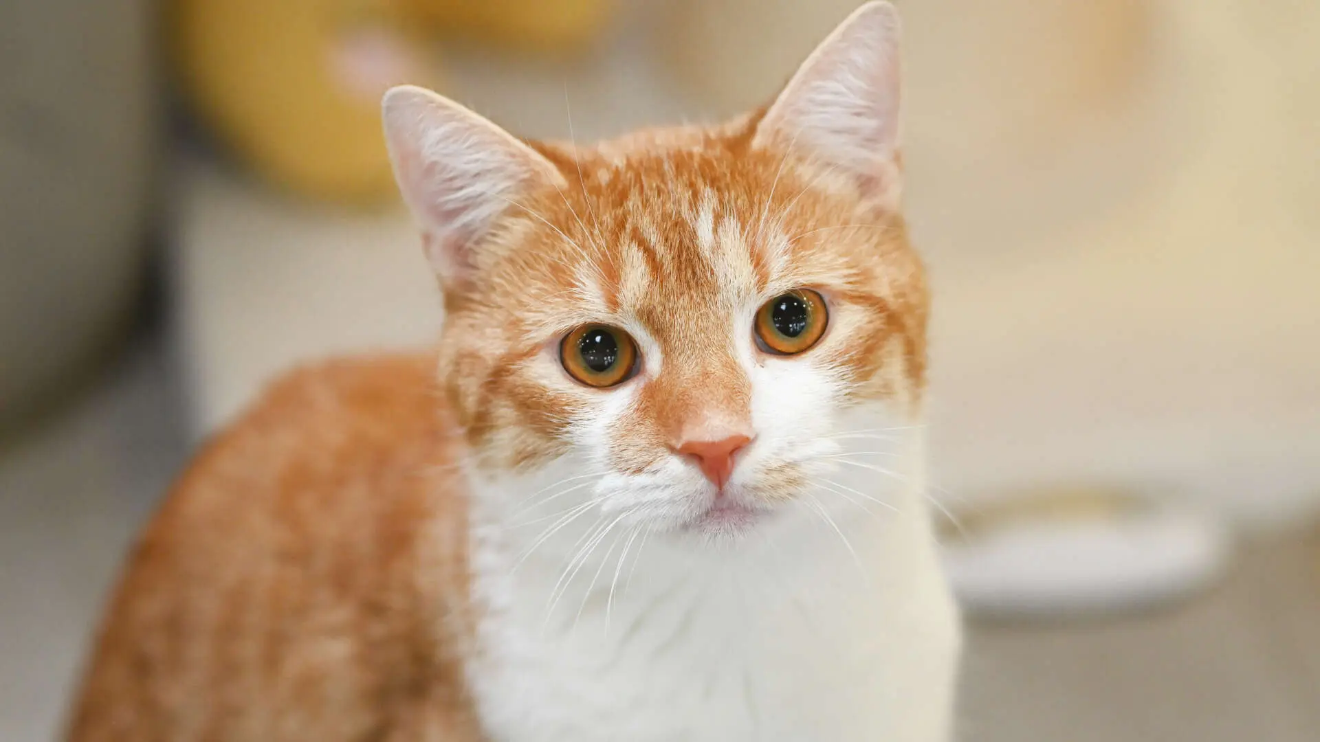 Oliver Twist – EKH, männlich, 3 Jahre, 13057 Berlin – zur Adoption