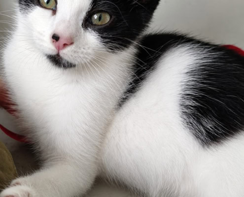 Lotte & Thea – Katze, weiblich, 2 Monate, 39576 Stendal – zur Adoption