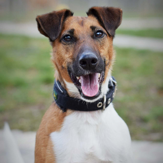Rudi