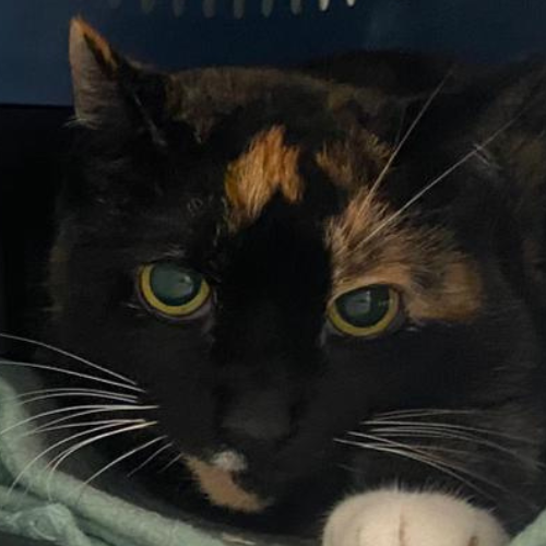 Susi – Katze, weiblich, 10 Jahre, 28357 Bremen – zur Adoption