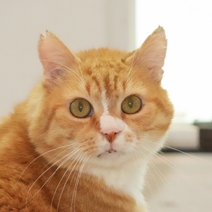 Alfred – EKH, männlich, 16 Jahre, 90537 Feucht – zur Adoption