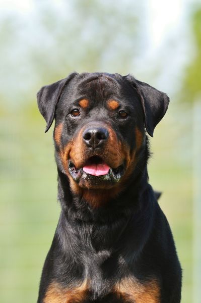 Findus – Rottweiler, männlich, 6 Jahre, 13057 Berlin – zur Adoption