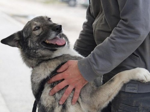 Aro – Hund, männlich, 32758 Detmold – zur Adoption