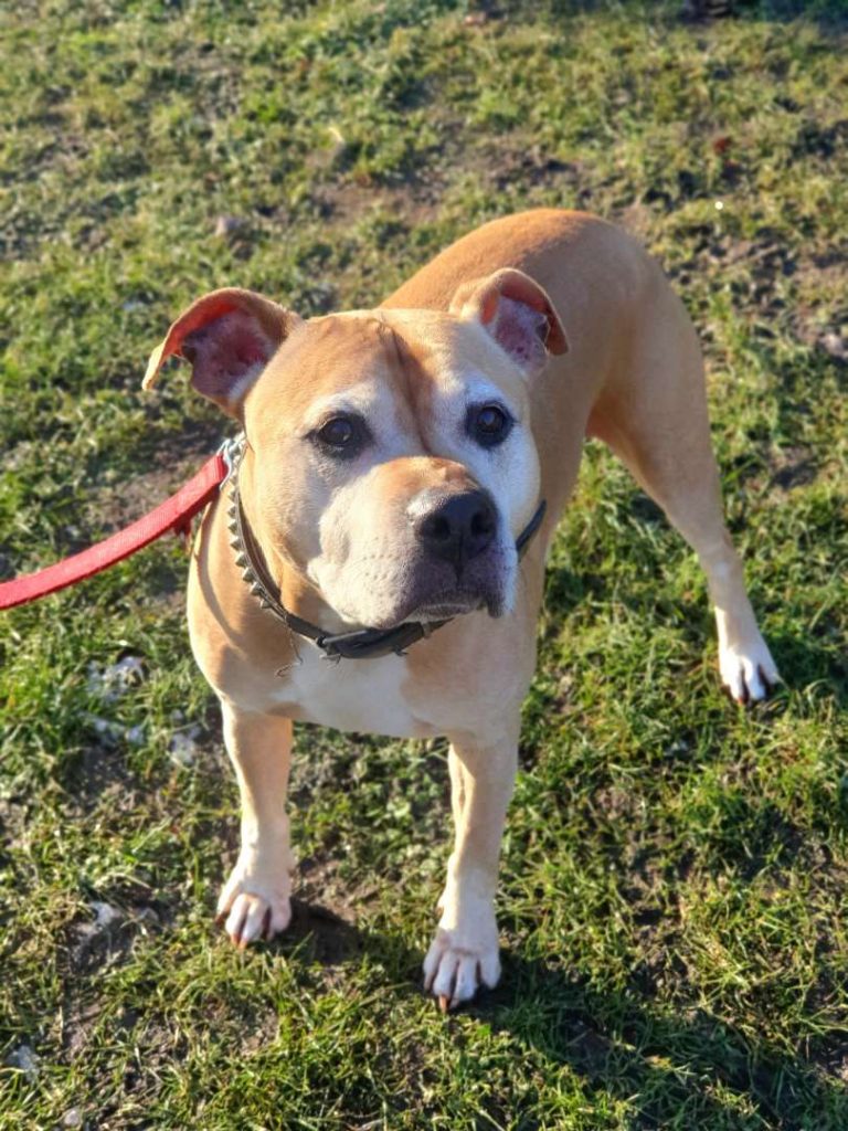 Rudi – Staffordshire Terrier Mix, männlich, 9 Jahre, 3 Monate, 13057 Berlin – zur Adoption
