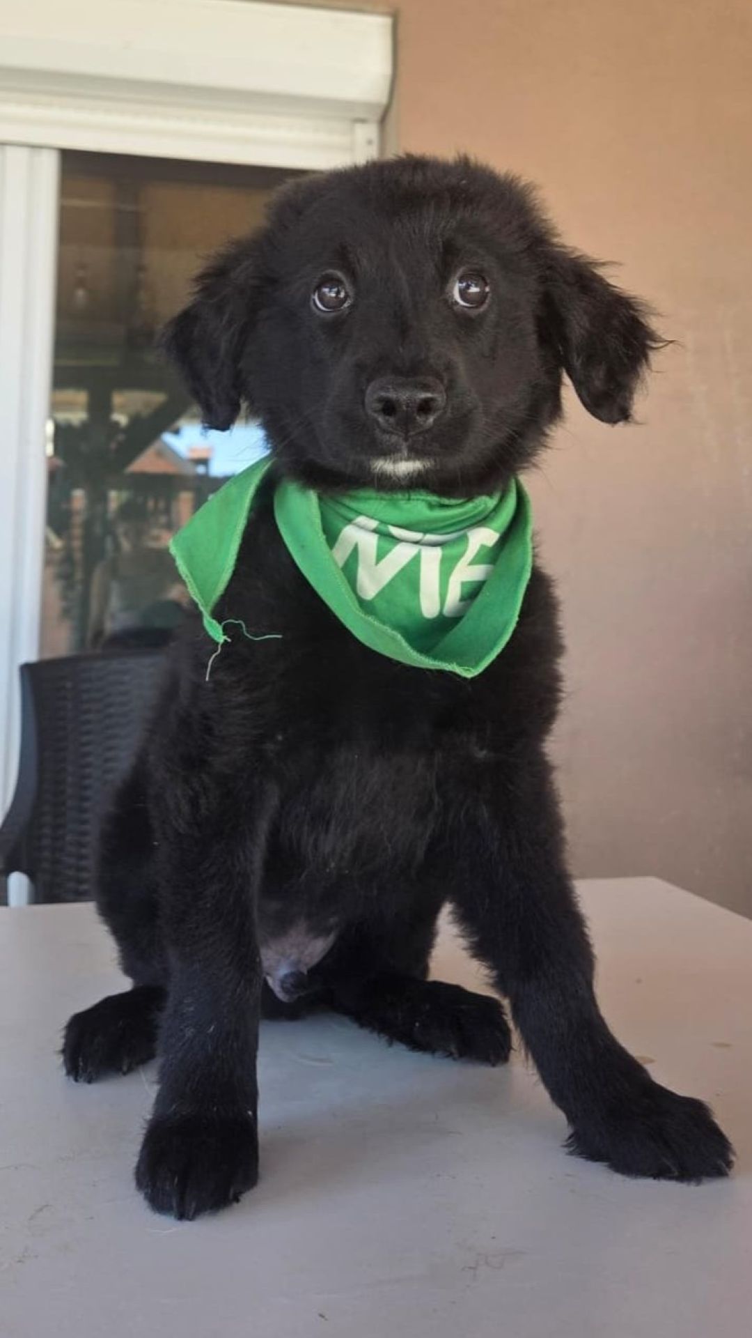 Nejt – Hund, männlich, 3 Monate, Nordic Strays e.V. – zur Adoption