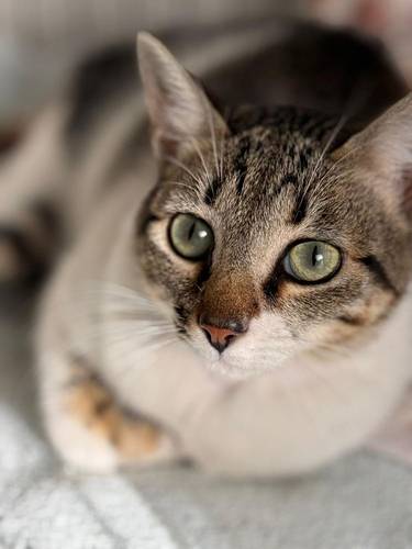 Pamela – EKH, weiblich, 2 Jahre, 65520 Bad Camberg – zur Adoption