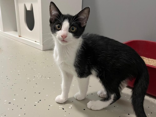Miezerbean – Katze, männlich, 32758 Detmold – zur Adoption