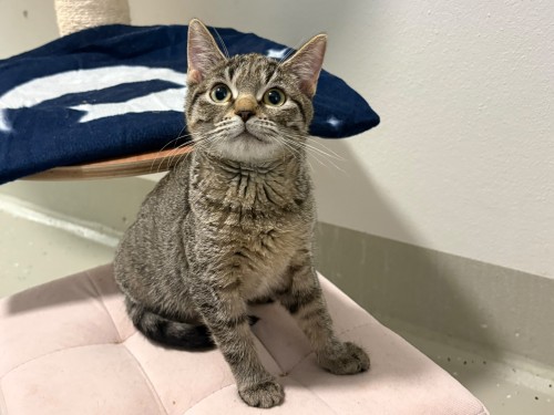 Krallelja – Katze, männlich, 32758 Detmold – zur Adoption