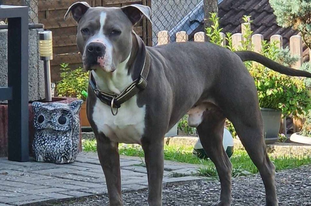 Junior