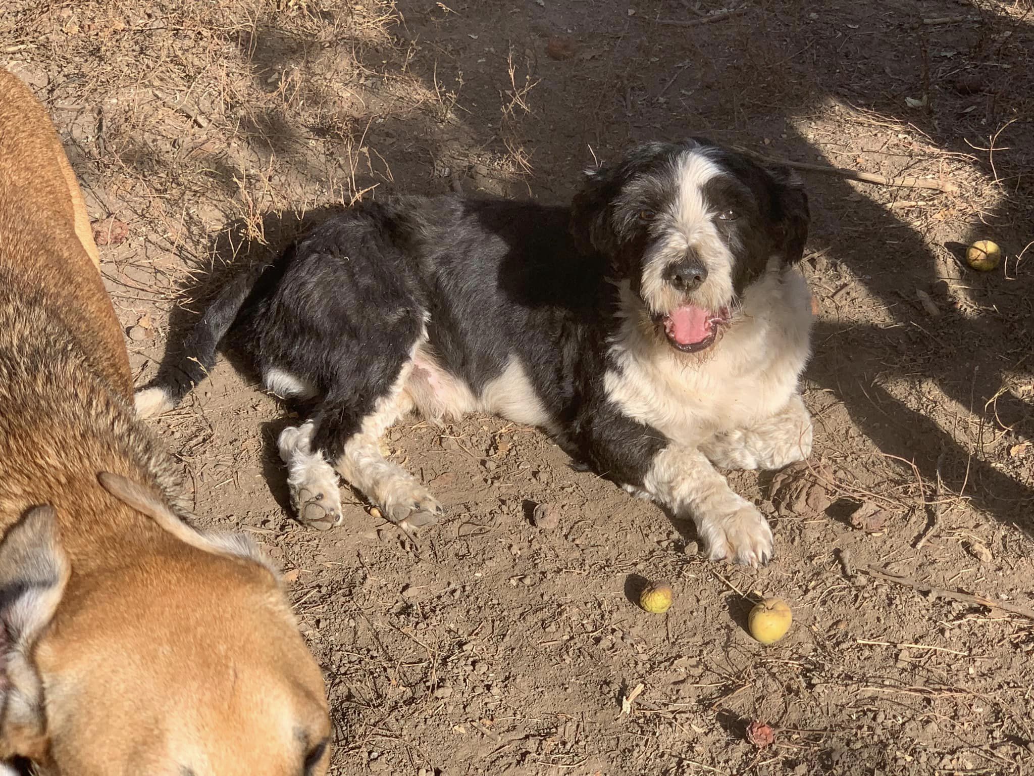 Bruno – Hund, männlich, 50823 Köln – zur Adoption
