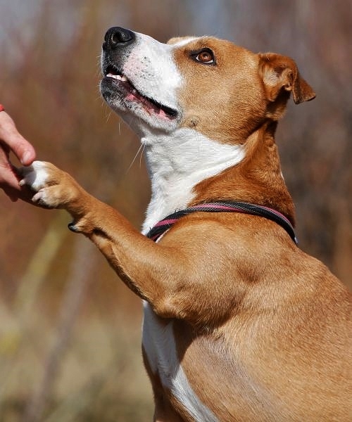 Baily – Labrador-Jack Russel Terrier-Mix, männlich, 9 Jahre, 8 Monate, 13057 Berlin – zur Adoption