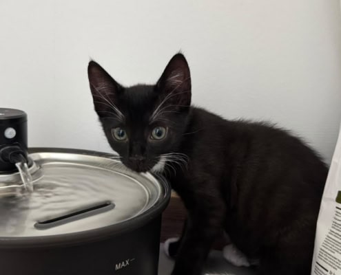 Mochi