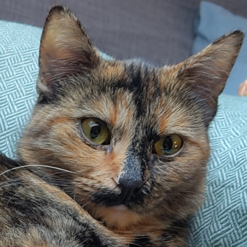 Nala – Katze, weiblich, 28357 Bremen – zur Adoption