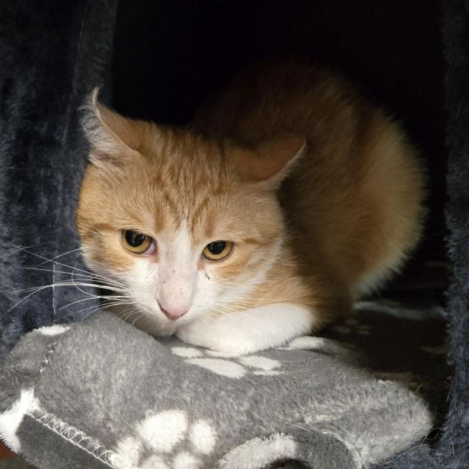 Toshi – Europäisch Kurzhaar, männlich, 45141 Essen – zur Adoption